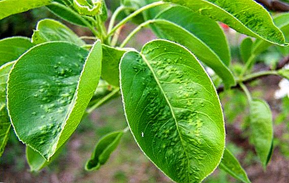 How to destroy a gall mite on a pear