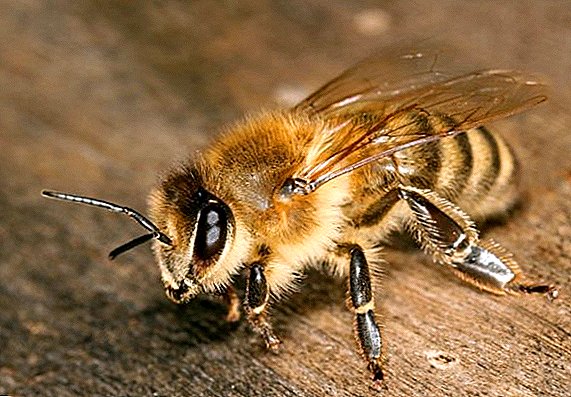 How does a honey bee work?