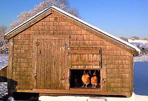 How to insulate a chicken coop with your own hands