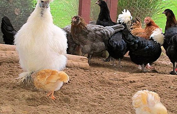كيف يحصل الدجاج من مختلف الأعمار؟