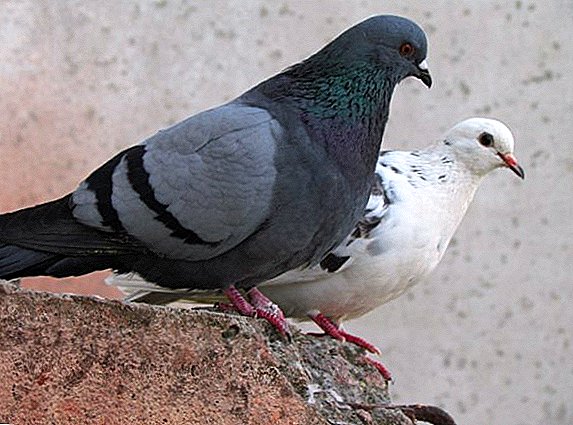 Jak zjistit pohlaví holuba: různé metody určování