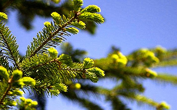 Bagaimana memilih pohon cemara untuk dacha, daftar spesies untuk berkebun hias