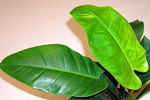 How to choose a philodendron for your home: the name and photo of the main types