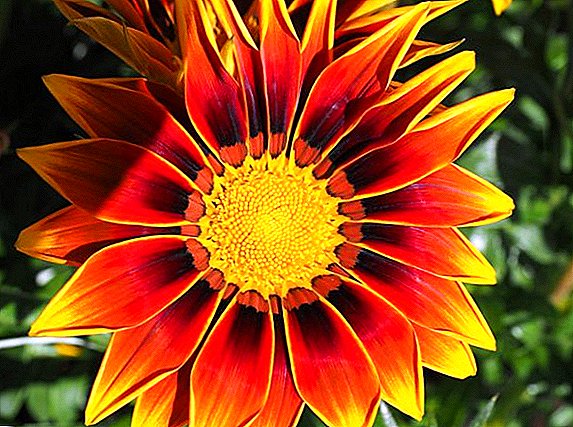 How to choose gazania for the garden, common varieties and types of plants