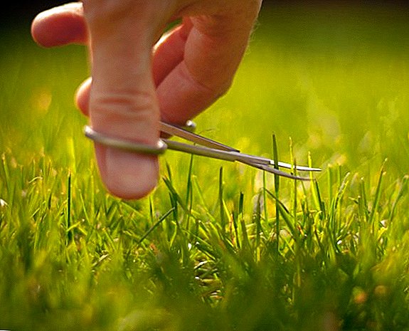 Jak si vybrat sekačku na trávu, která poskytne: typy sekaček na trávu, oblíbené modely, výběrová kritéria