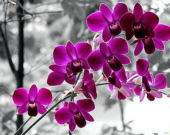 How to choose a pot for orchids