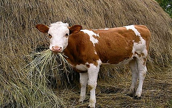 How to choose a good calf when buying