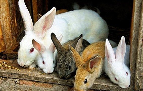 Come scegliere un coniglio al momento dell'acquisto