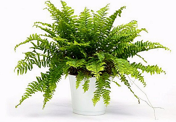 How to choose a fern (nephrolepis) for the house: a description of the types of nephrolepis