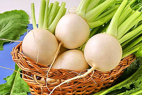 How to choose a turnip for planting