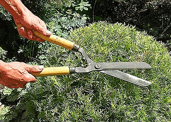 How to choose a clipper bushes, tips and tricks