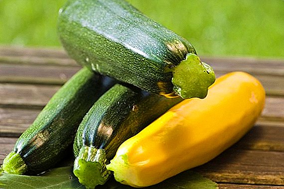 How to choose zucchini seeds for planting in the country