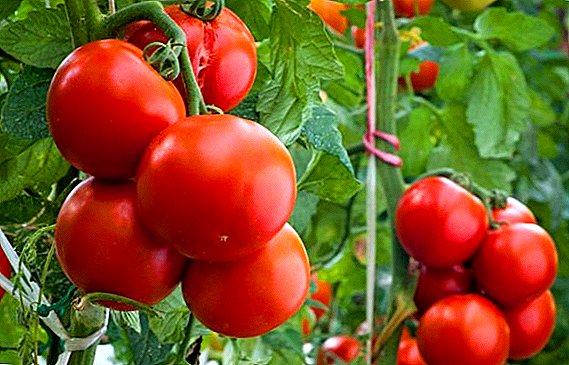 Bagaimana untuk memilih tomato untuk berkembang?