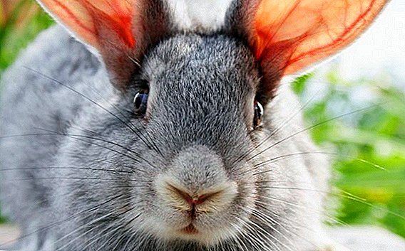 How do rabbits see and what color are the eyes