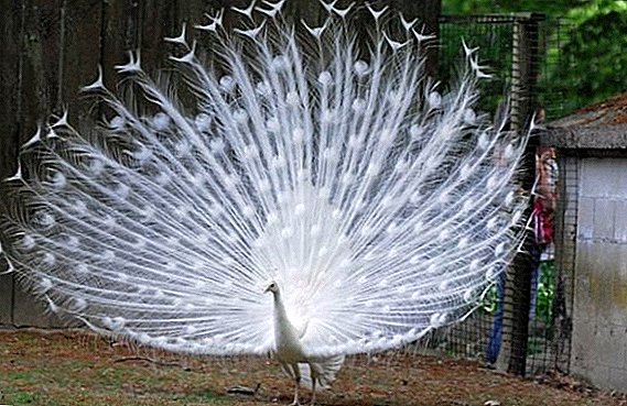 What does a white peacock look like?