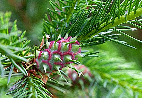 What is Hermes, measures to combat the pest of conifers