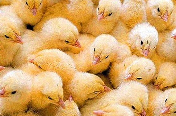 What do broiler chickens look like?