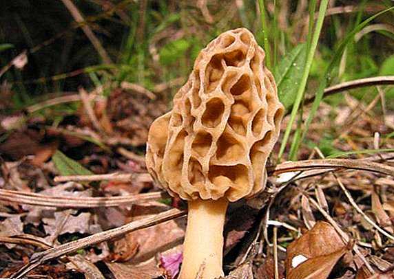 How to look, where they grow and how to cook edible morels