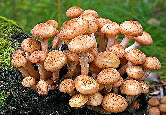 Як виглядають їстівні опеньки, опис та види грибів