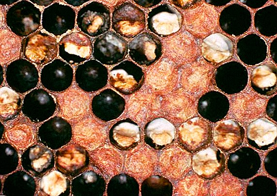 วิธีการรักษา askosferosis ในผึ้ง