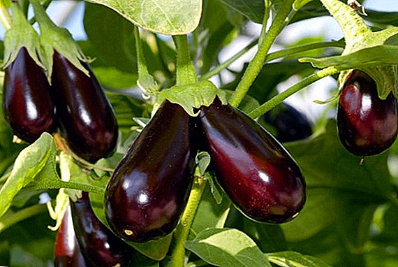 How to cure eggplant disease