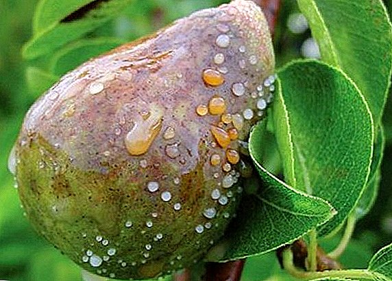 How to cure a bacterial burn of a pear, tips to gardeners