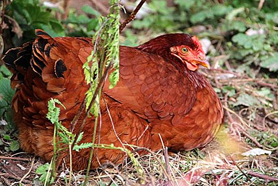 كيفية علاج العطس والصفير والسعال في الدجاج والدجاج