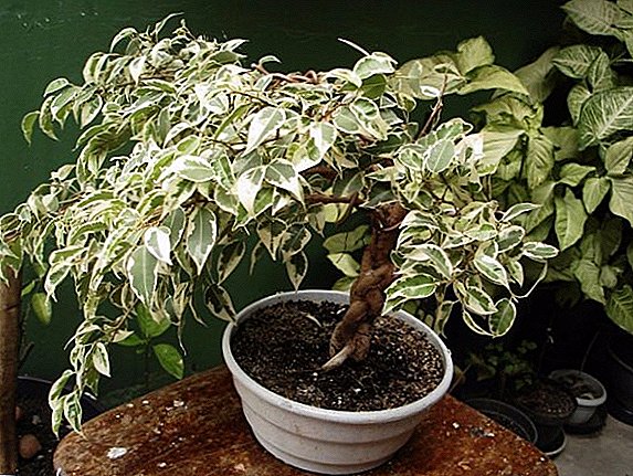 Ficus를 치료하는 방법, 실내 식물의 질병 및 해충의 주요 유형