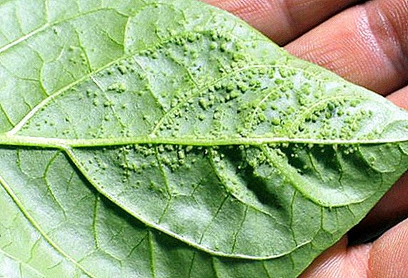 Cum de a vindeca frunzele de edem de piper dulce: cauzele bolii