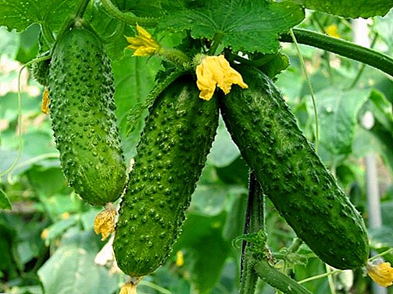 How to cure cucumbers in a greenhouse