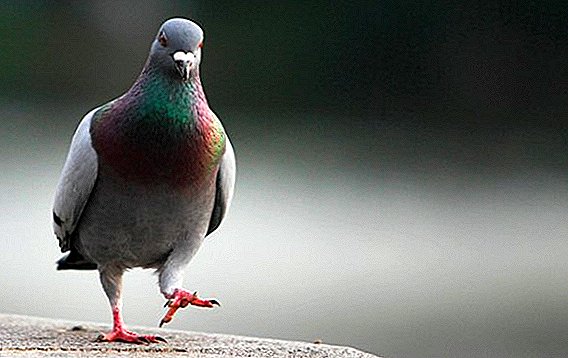 Comment soigner le vertex chez les pigeons