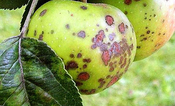 كيفية علاج أشجار التفاح من الأمراض ، طرق فعالة