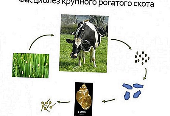 Fascioliasis와 소를 치료하는 방법