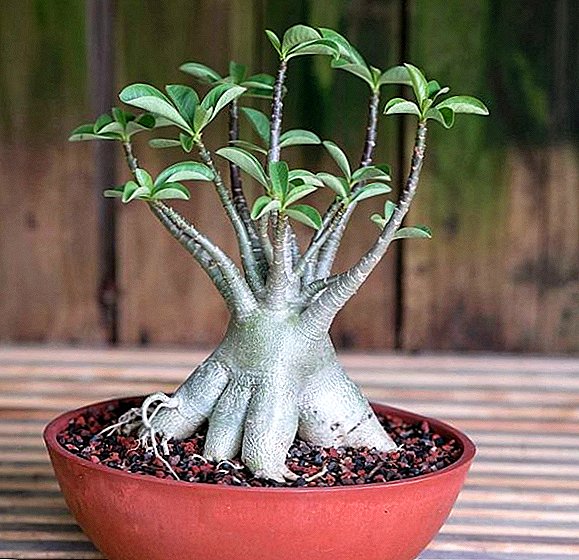How to grow adenium obese at home