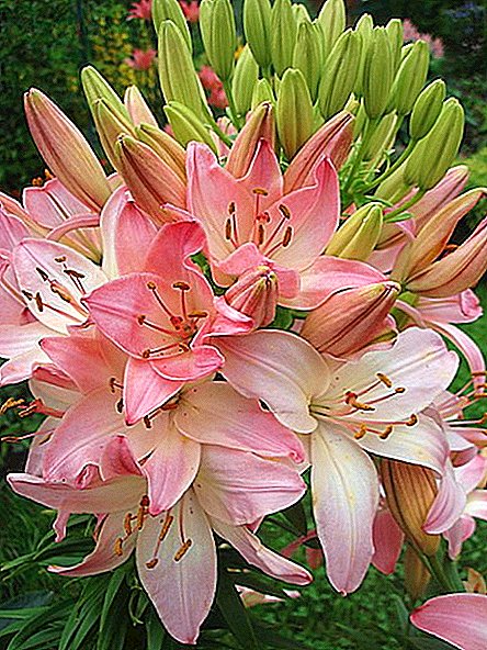 How to grow Asian lily at home