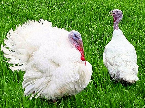 How to grow broiler turkeys at home