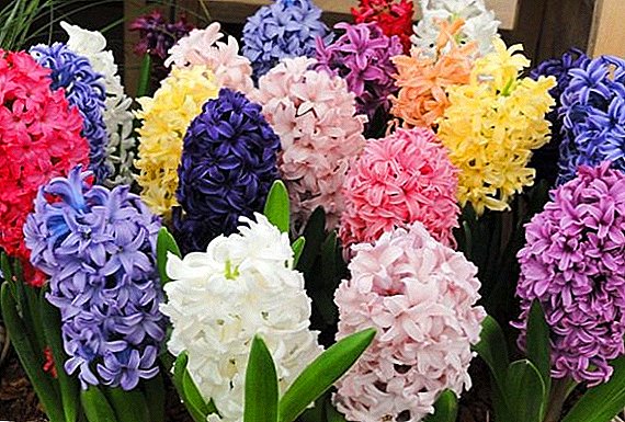 How to grow hyacinths in a pot