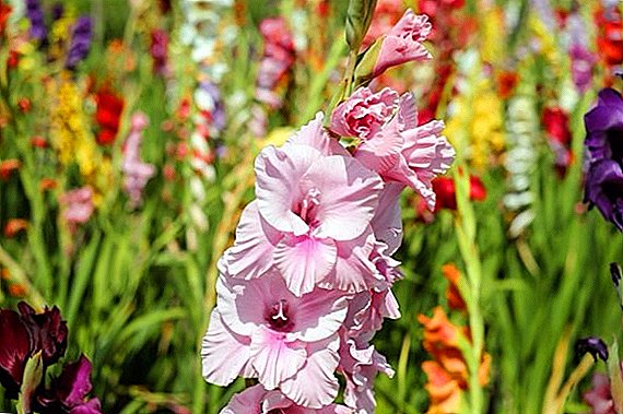 Hogyan növekszik a gladiolus az Urálban: tippek
