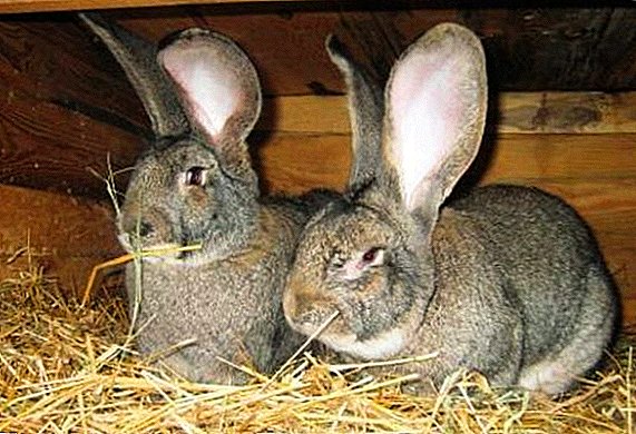 Wie man Kaninchen für Fleisch anbaut