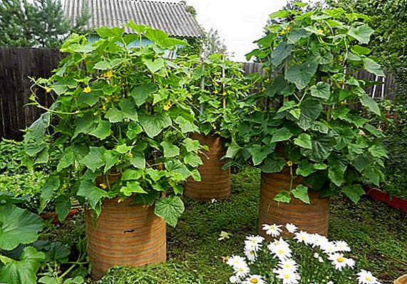 Cómo cultivar pepinos en barriles: siembra, cuidado, cosecha.