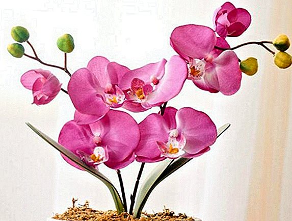Kaip auginti orchidėjus iš sėklos namuose?