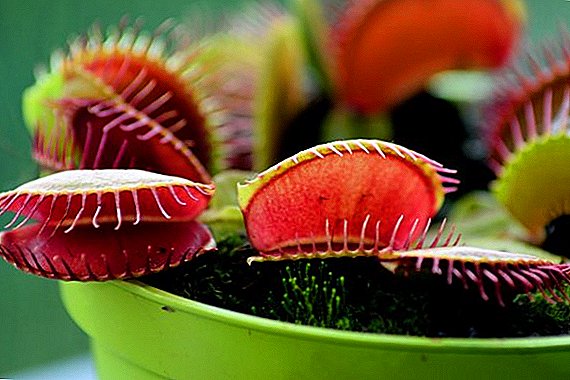 How to grow Venus flytrap from seed?
