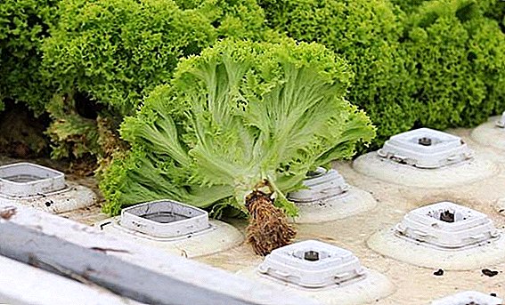 Kako rastejo zelenice v hidroponiki doma