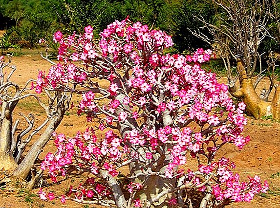 How to grow adenium from seed: recommendations from experienced growers