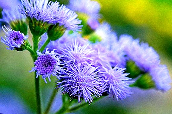 How to grow an ageratum from seed, planting a flower in a seedling way