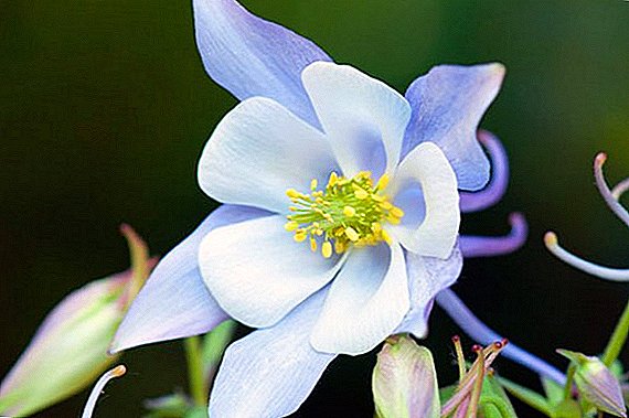 How to grow aquilegia from seed