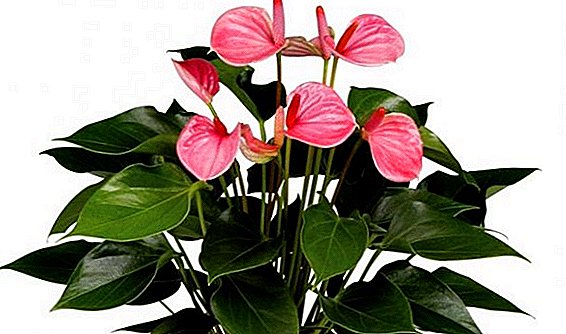 How to grow anthurium, the rules of growing and caring for a flower