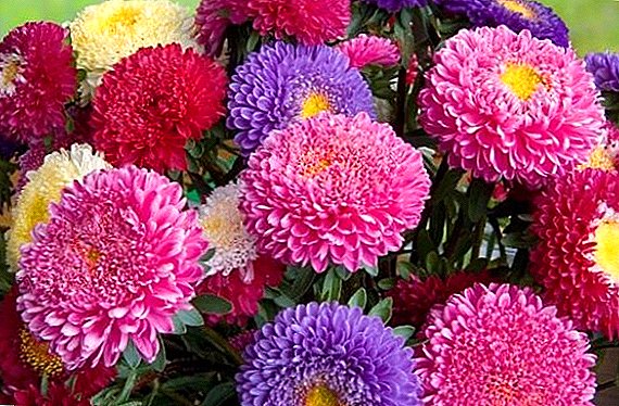 How to grow asters on your site