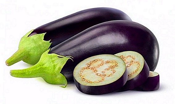 How to grow eggplants in the greenhouse