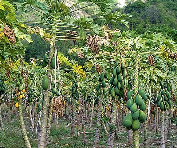 Kako uzgajati bananu kod kuće